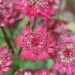 Jarzmianka 'Cerise Button' (Astrantia major)